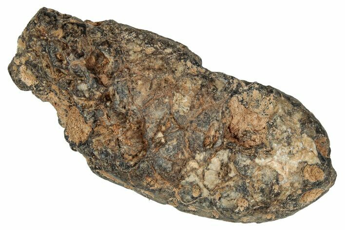 Fossil Cycadophyte Seed Cone - Boujdour, Morocco #349111